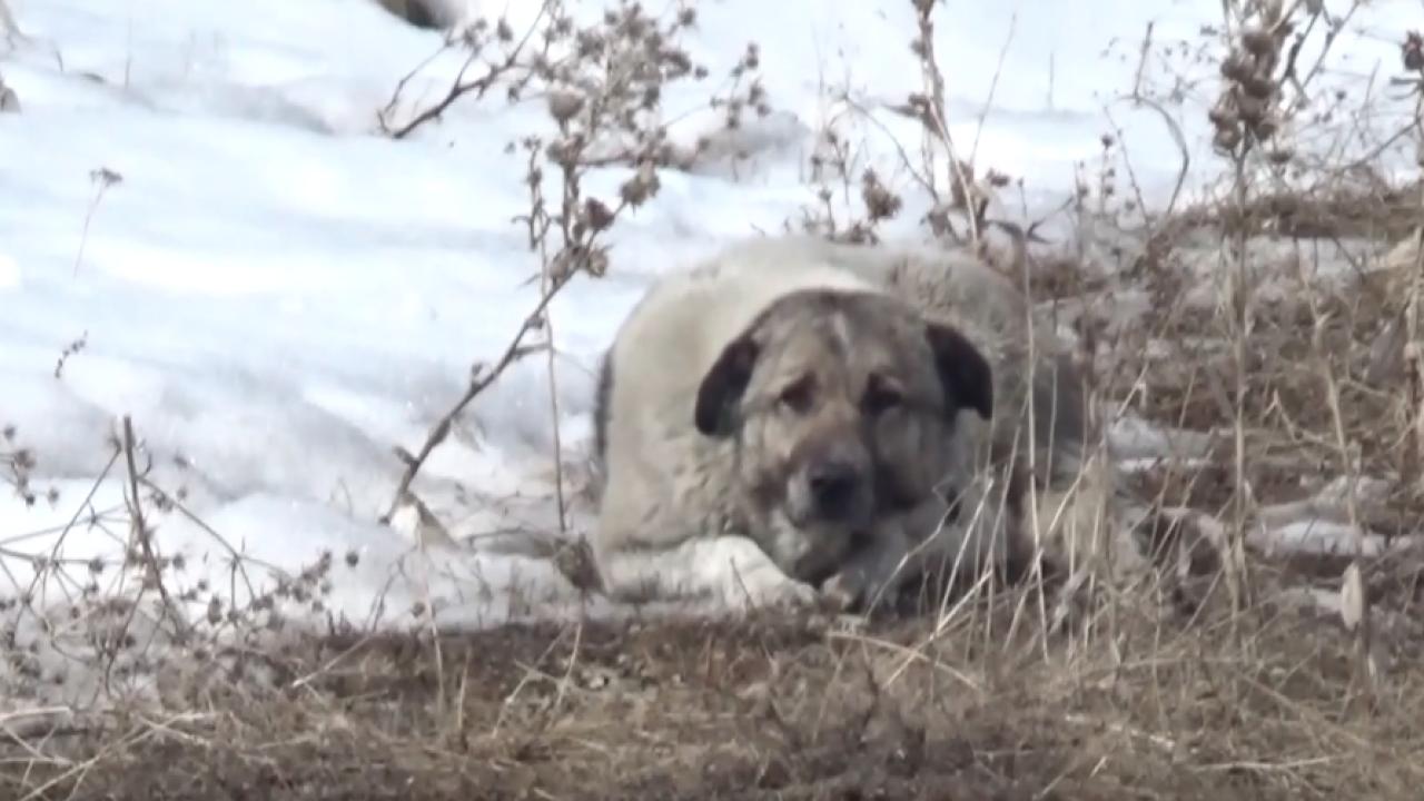 Başıboş köpekler 12 yaşındaki Eslem’i hayattan kopardı