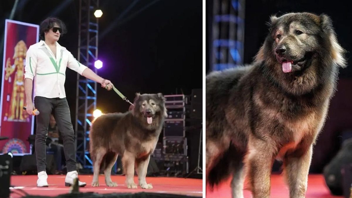 Dünyanın en pahalı köpeği Cadabomb Okami 5,3 milyon euroya satıldı